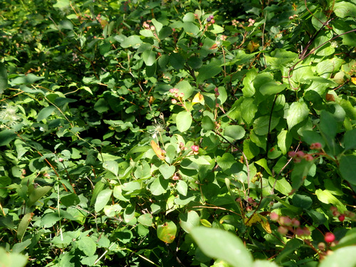 Ripening berries but we could not tell which kind of berry.