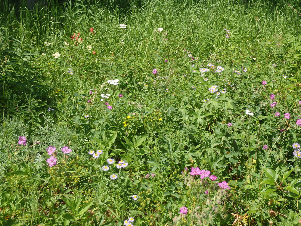 Geraniums, Purple Asters, and Indian Paint Brush.