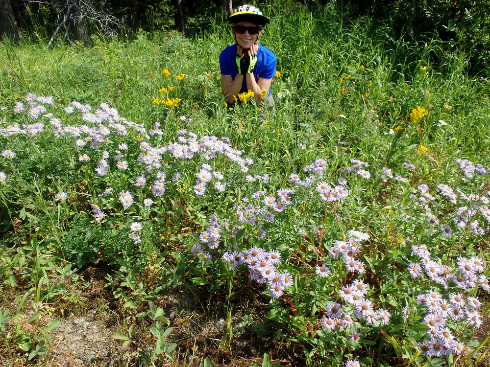 Terry Struck, Purple Asters, and Golden Rod.