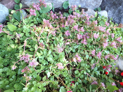 A flowering succulent.