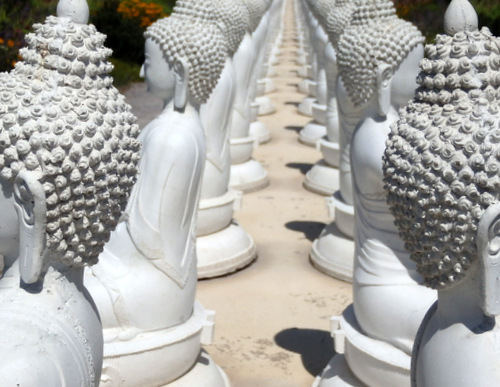 One-Thousand Buddhas.