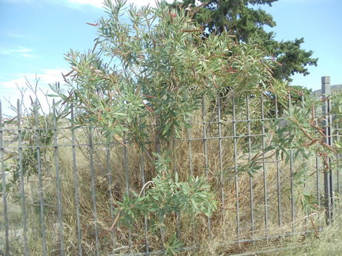 It may be a member of the Cockspur variety.