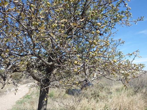 Acrocorinth.