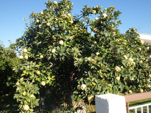 Quince Tree.