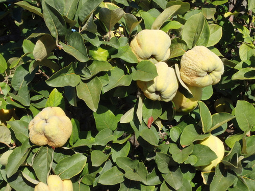 Fruit Called Quinces.