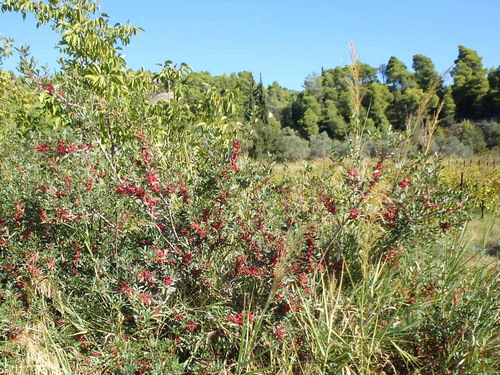 Red berry plant, unknown.