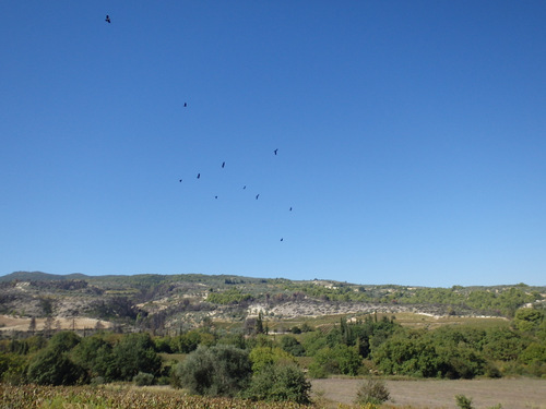 Caught a murder of crows in flight.