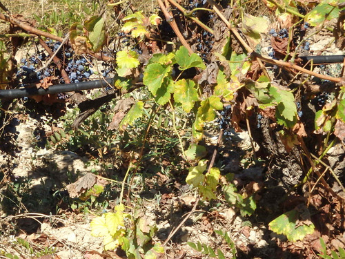 Red Grapes with drip irrigation.