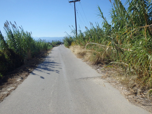 Cane plant varieties need more moisture than other grasses.