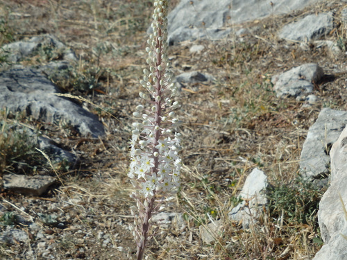 Local Flora.