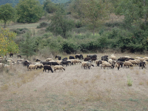 Cycle from Kalavrita to Patras.