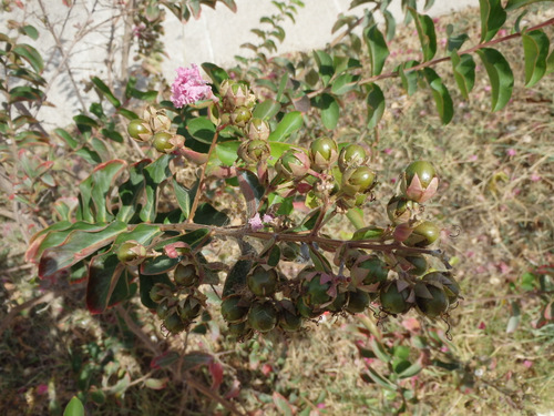 Local Flora, name unknown.