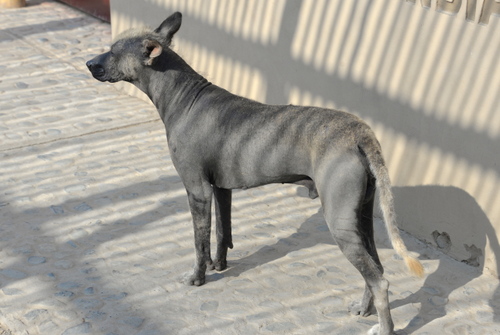 Our Guide stated that this dog was an old Peruvian dog type.