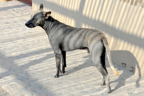 Our Guide stated that this dog was an old Peruvian dog type.