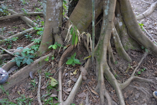 Jungle Hike in the Amazon.