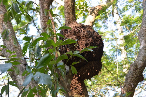 Jungle Hike in the Amazon.