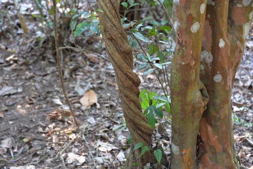 Jungle Hike in the Amazon.