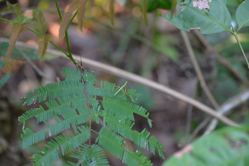 Jungle Hike in the Amazon.