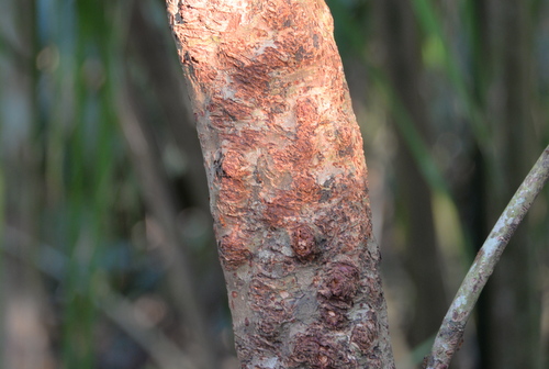 Jungle Hike in the Amazon.