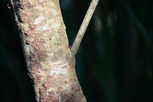 Jungle Hike in the Amazon.