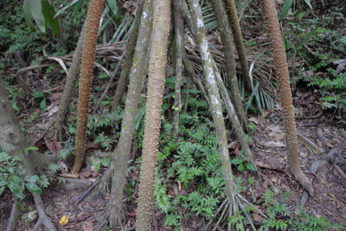 Jungle Hike in the Amazon.