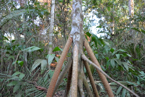 Jungle Hike in the Amazon.