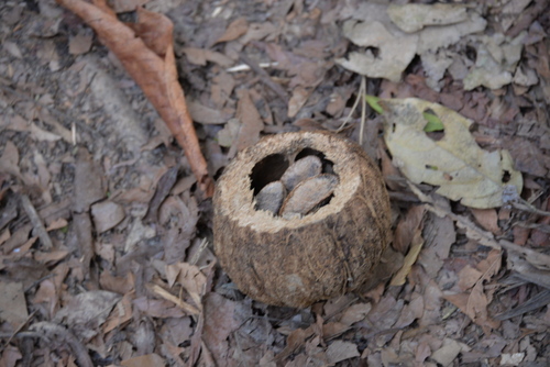 Jungle Hike in the Amazon.