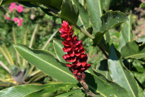 Corto Maltes Amazonia Ecolodge.