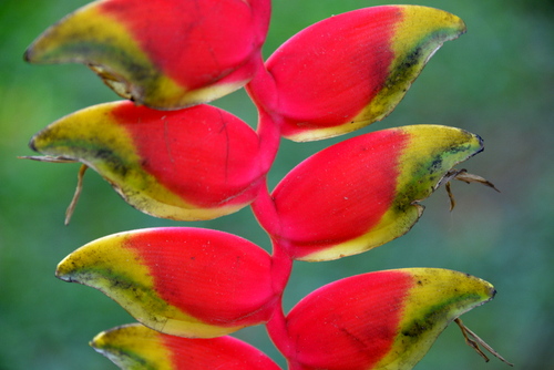 Corto Maltes Amazonia Ecolodge.