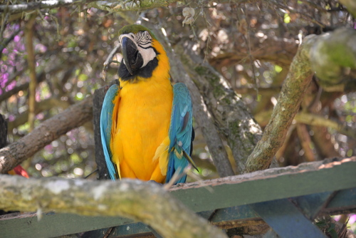 Corto Maltes Amazonia Ecolodge.