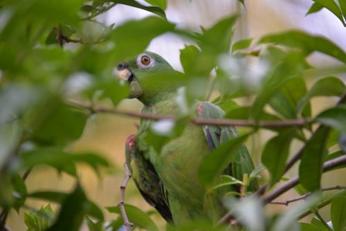 Corto Maltes Amazonia Ecolodge.