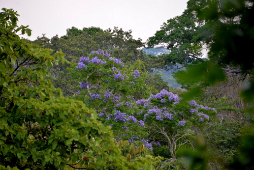 Corto Maltes Amazonia Ecolodge.