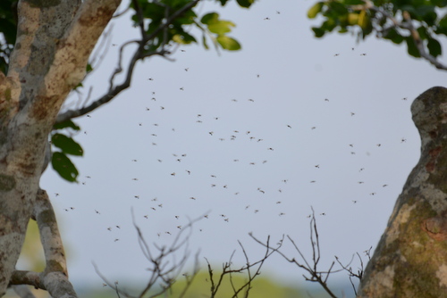 Corto Maltes Amazonia Ecolodge.