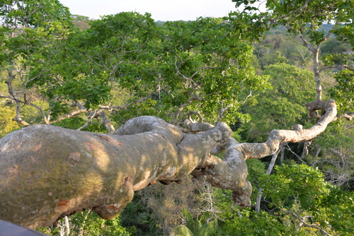 Corto Maltes Amazonia Ecolodge.