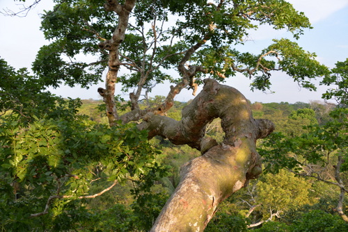 Corto Maltes Amazonia Ecolodge.