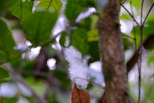 Corto Maltes Amazonia Ecolodge.