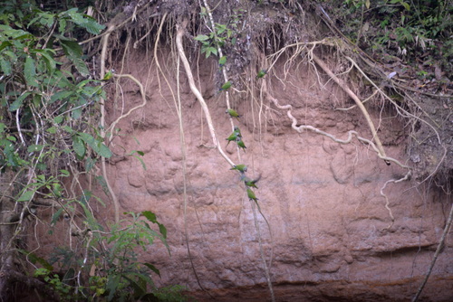 Famous Parakeet River Clay Bank.