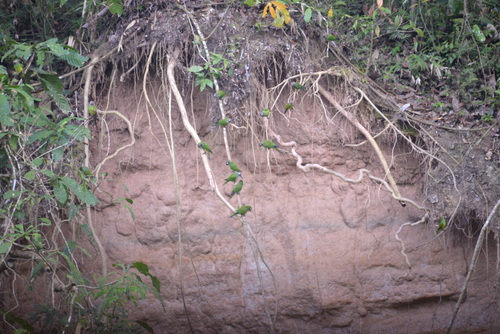 Famous Parakeet River Clay Bank.