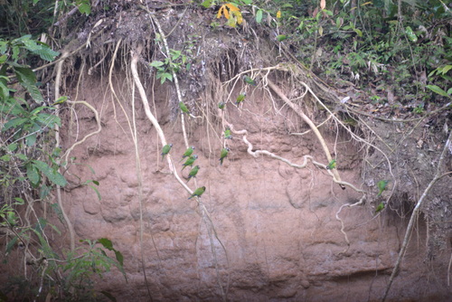 Famous Parakeet River Clay Bank.