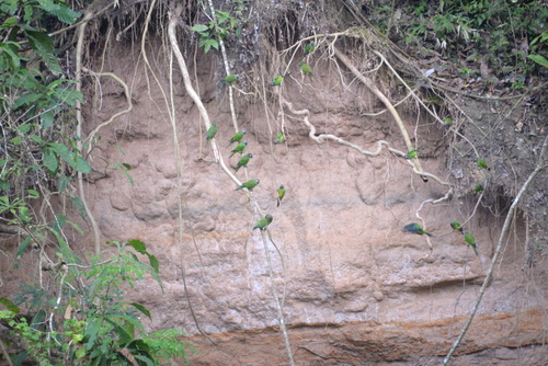 Famous Parakeet River Clay Bank.