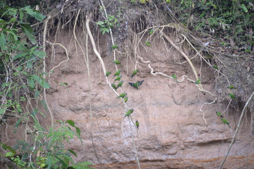 Famous Parakeet River Clay Bank.