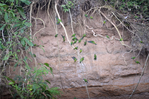 Famous Parakeet River Clay Bank.