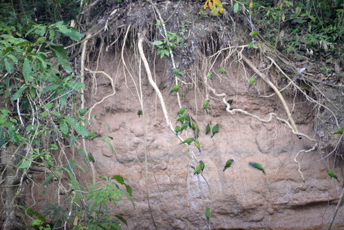 Famous Parakeet River Clay Bank.