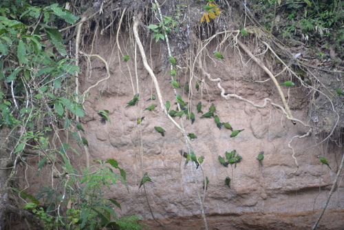 Famous Parakeet River Clay Bank.