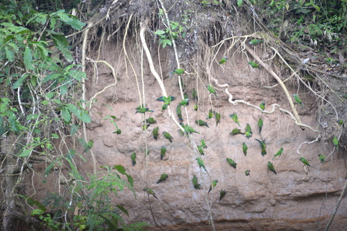 Famous Parakeet River Clay Bank.