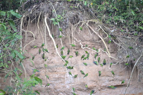 Famous Parakeet River Clay Bank.