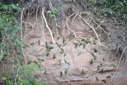 Famous Parakeet River Clay Bank.