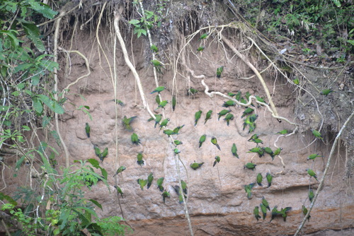 Famous Parakeet River Clay Bank.