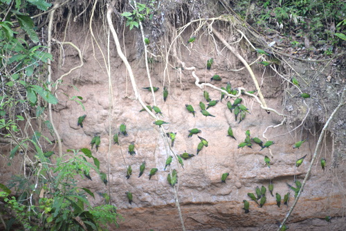 Famous Parakeet River Clay Bank.