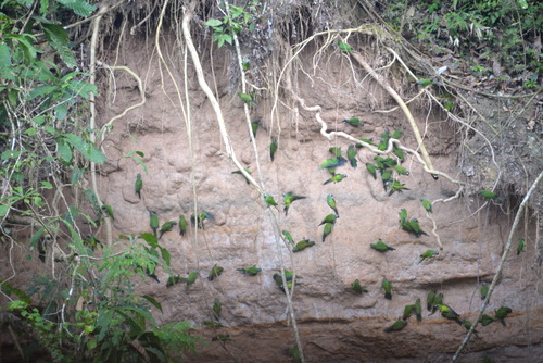 Famous Parakeet River Clay Bank.